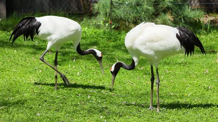 Fotobehang Kraanvogels The red-crowned crane (Grus japonensis), also called the Manchurian crane or Japanese crane, is a large East Asian crane among the rarest cranes in the world.  © Daniel Meunier