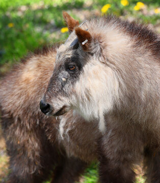 Japanese serow Capricornis crispus is a Japanese goat-antelope, an even-toed ungulate mammal. It is found in dense woodland in Japan, primarily in northern and central Honshu.