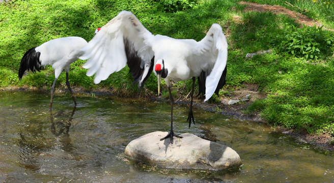 The red-crowned crane (Grus japonensis), also called the Manchurian crane or Japanese crane, is a large East Asian crane among the rarest cranes in the world.