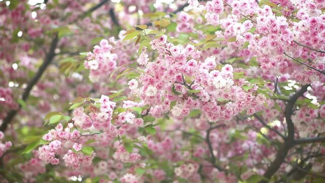 Sakura blossom with branches in full bloom sways in the wind, pink flowers blooming in spring garden, springtime flowering cherry tree, beautiful dreamy nature landscape.