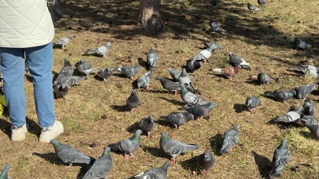 Woman feeding pigeons in park spring, scattering grain across lea covered ground, flock gathers around feet of woman wearing jeans