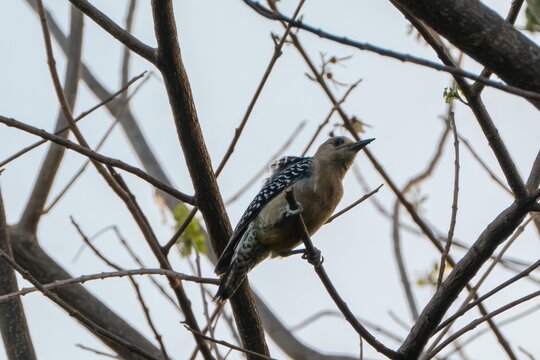 Wild Hoffman Woodpecker Perched on Tree Branches Against a Clear Sky