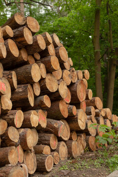 Rows of cut logs in managed forest, visible regeneration cues and canopy, sustainable management mood with marked timber and natural backdrop