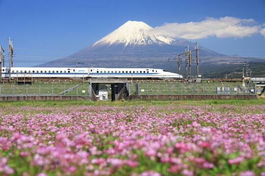 Shinkansen passing through a beautiful flower field with Mount Fuji in the background