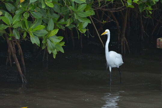 Garza en cienaga