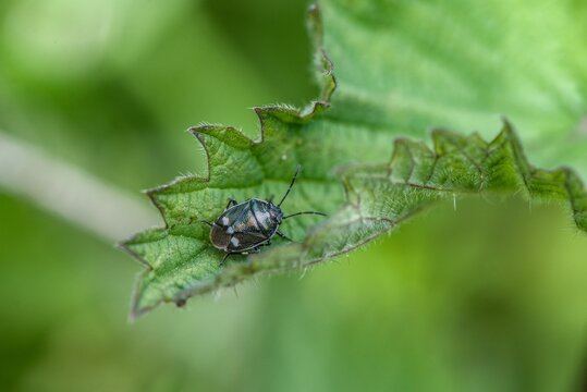 Macro close-up of a dark beetle or shield bug perched on a vivid green leaf, with fine detail and soft bokeh background.