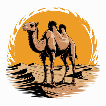 Two Humps Camel Desert Animal.