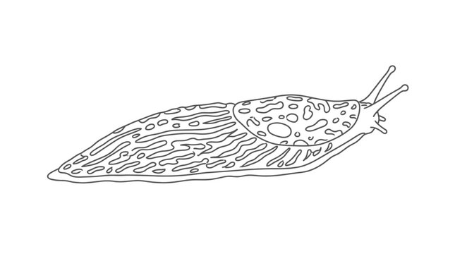 Outline illustration of a spotted slug on a white background
