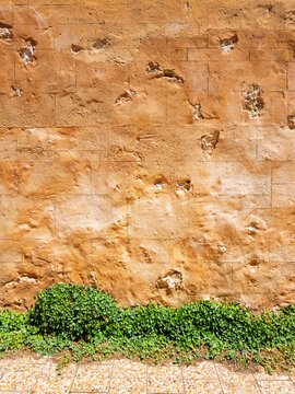 Rustic orange brick wall with green dichondra plant creeping along the bottom with copy space