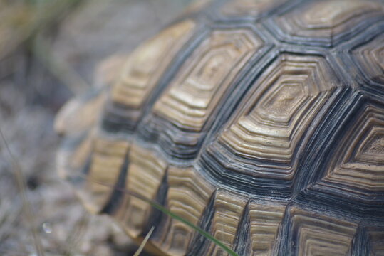 Tortuga