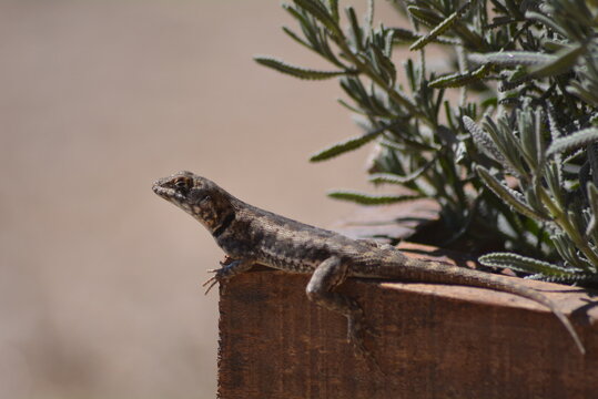 Lagarto