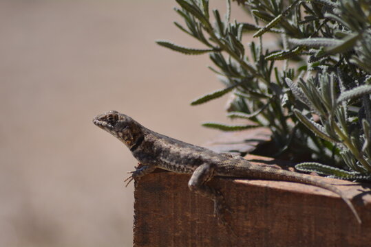 Lagarto