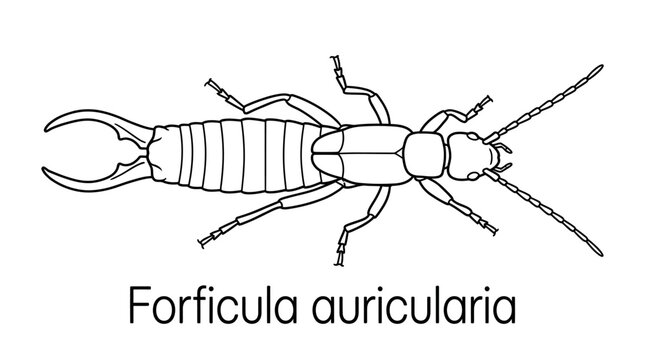 Earwig Insect Illustration - Forficula Auricularia