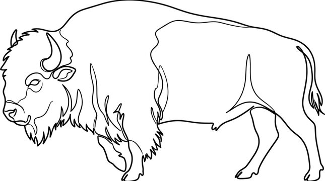 Bison Outline Drawing - Majestic North American Buffalo Vector Art