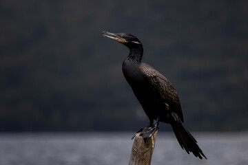 Fototapeta premium Neotropic Cormorant