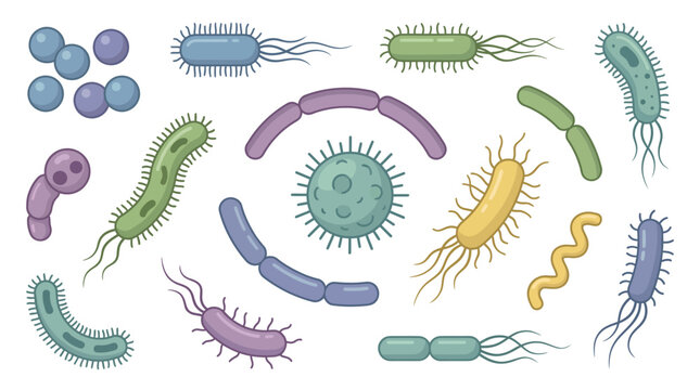 Various types of bacteria shapes forms.