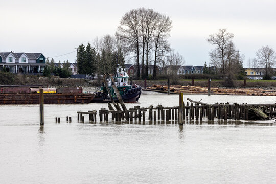 Tugboat And Log Barge On Fraser River Waterfront With Houses And Old Pilings, New Westminster
