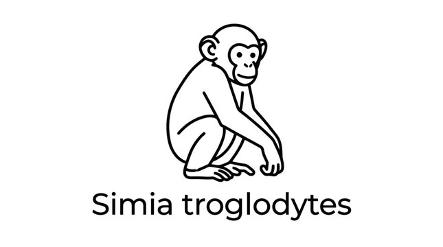 Chimpanzee Simia troglodytes line drawing, isolated on white background