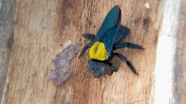 Yellow-banded Carpenter Bee Boring a Tunnel Hole into a Wooden Structure Close-up