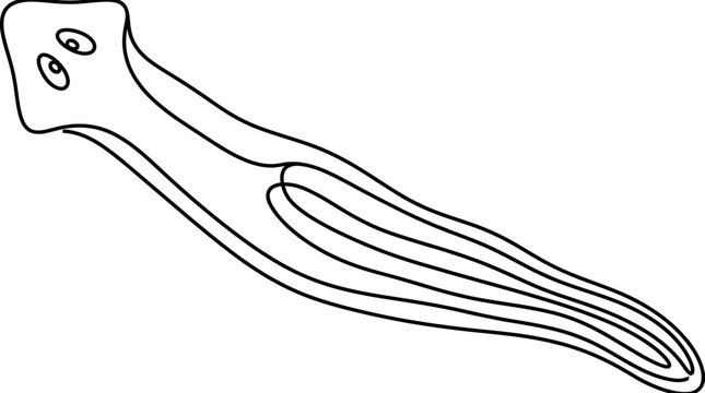 Flatworm Outline - Simple Line Drawing of a Planarian