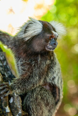 Naklejka premium Common marmoset in the Atlantic Forest, Paraiba, Brazil