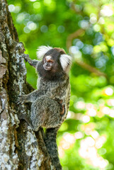 Naklejka premium Common marmoset in the Atlantic Forest, Paraiba, Brazil