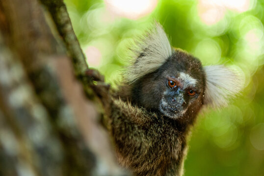 Common marmoset in the Atlantic Forest, Paraiba, Brazil