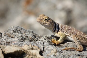 Fototapeta premium Collared lizard sunbathing on a stone