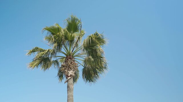 Mexican Fan Palm tree or Washingtonia Robusta, blowing by the wind. Isolated by blue sky during sunny day. Low-angle shot. 4K horizontal footage