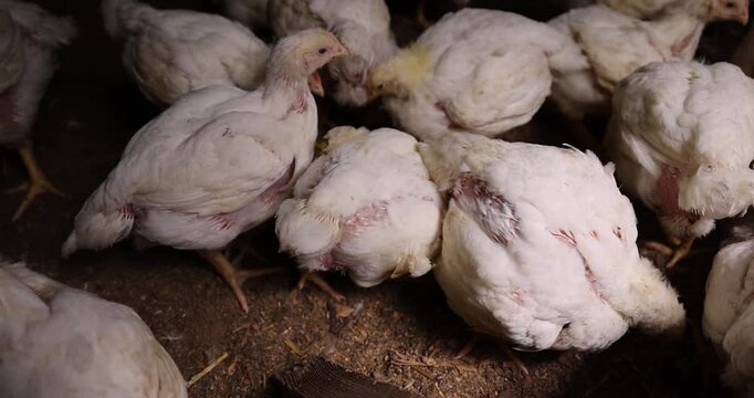 a large number of large fat broiler chickens that are raised in a rural poultry farm, some of the large fat chickens without feathers, meat breed chickens, poultry farms