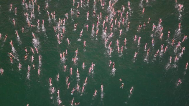 A Large Group Of Ocean Swimmers At Sunrise In Bondi Beach Sydney Australia 