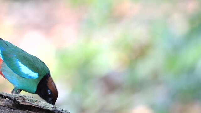 The Western hooded pitta is a rare migratory bird that comes to Thailand to live and forage during the late summer. Thailand