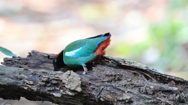 The Western hooded pitta is a rare migratory bird that comes to Thailand to live and forage during the late summer. Thailand