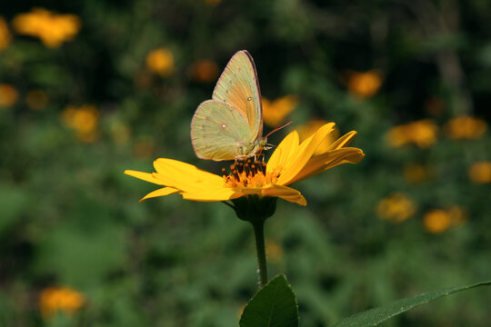 Mariposa sobre flor amarilla en el bosque.