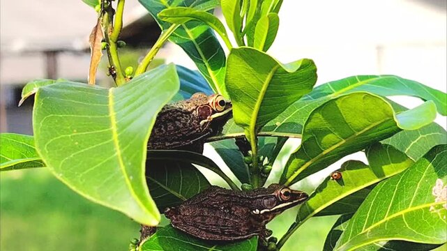 two brown tree frogs, Chalcorana chalconota (Java white-lipped frog or Schlegel's frog), camouflaged among the green leaves of a plant. Selective focus 