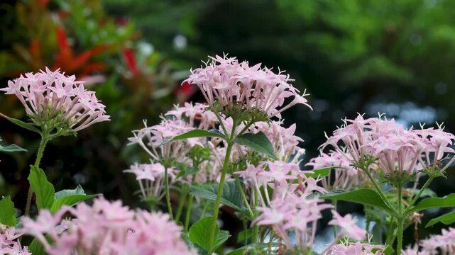 Red Pentas Lanceolata flower (Star flower)