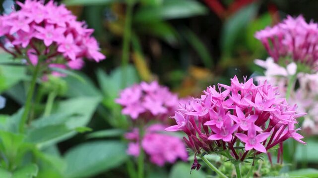 Red Pentas Lanceolata flower (Star flower)