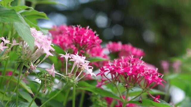 Red Pentas Lanceolata flower (Star flower)
