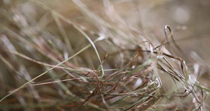 dry grass for animals, completely dried green grass hay for feeding domestic and farm animals in the winter season, dried grass