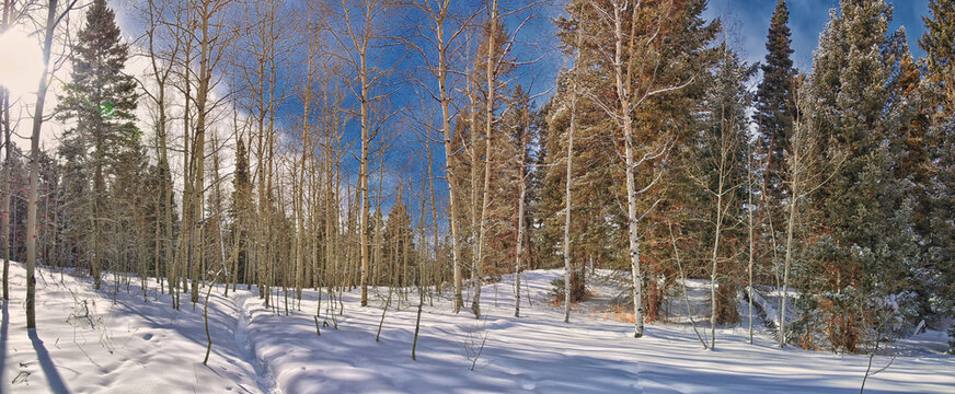Tibble Fork Loop winter storm snow views from hiking trail Lone Peak Wilderness Uinta Wasatch Cache National Forest, Rocky Mountains, Utah. United States.
