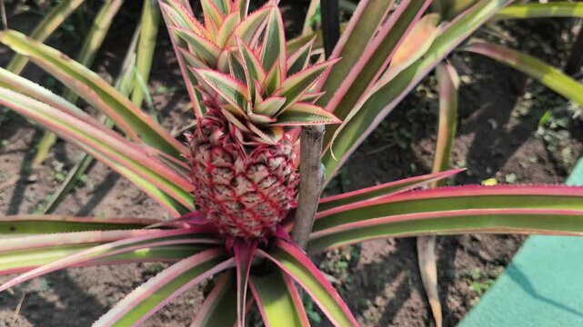 A pineapple plant entering the fruiting stage with a developing young pineapple, showcasing the natural growth process of this tropical fruit crop in an agricultural setting.