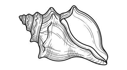 Seashell illustration, hand-drawn sketch of a conch shell on white background © Ucul