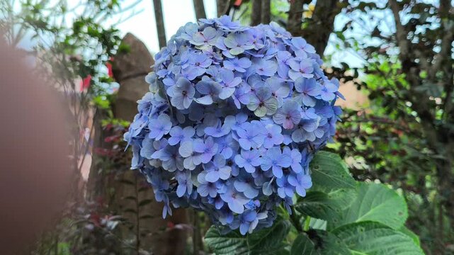 Hydrangea macrophylla flowers blooming in large colorful clusters, showcasing delicate petals and lush foliage that add elegance to gardens and ornamental landscapes