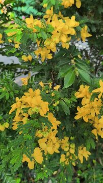 Senna surattensis displaying bright yellow flowers in full bloom, showcasing the beauty of this ornamental tropical shrub commonly planted in gardens, parks, and landscape settings.