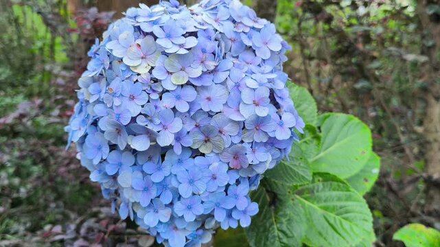 Hydrangea macrophylla flowers blooming in large colorful clusters, showcasing delicate petals and lush foliage that add elegance to gardens and ornamental landscapes