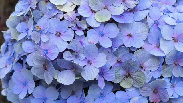 Hydrangea macrophylla flowers blooming in large colorful clusters, showcasing delicate petals and lush foliage that add elegance to gardens and ornamental landscapes