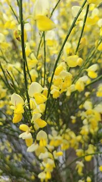 Vibrant Yellow Broom Flowers Blooming on Green Branches
