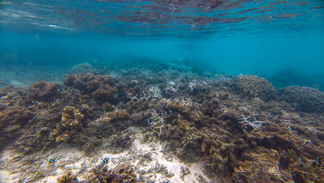 Scenic underwater view of coral reef landscape on Leleuvia Island in Lomaiviti archipelago, Fiji, South Pacific