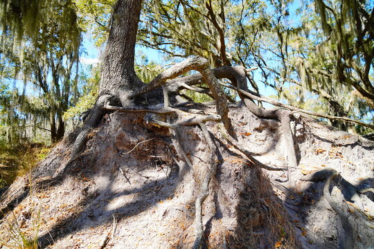 Root of  southern live oak tree: The unique, sprawling root system is not an inherent trait of the tree, but the result of severe soil erosion over decades from historic phosphate mining hills.