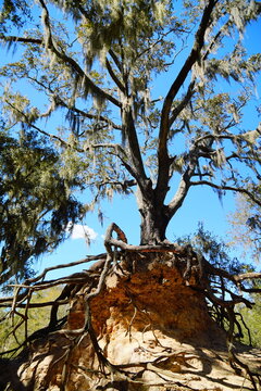 Root of  southern live oak tree: The unique, sprawling root system is not an inherent trait of the tree, but the result of severe soil erosion over decades from historic phosphate mining hills.